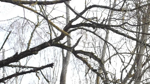 A dry tree branch in sharp focus with a blurred background of moss. The image highlights the texture, contrast, and natural elements of the forest environment.