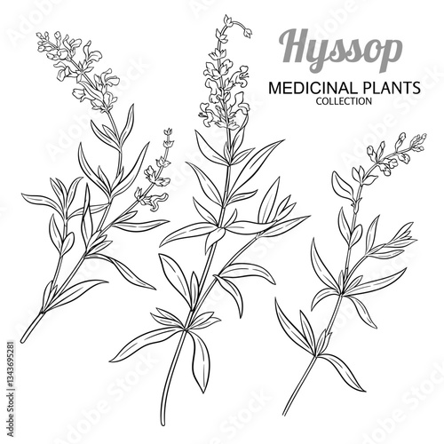 Hyssop Plant with Flowers and Leaves Outline Illustration. Essential oil ingredient for cosmetics, spa, aromatherapy, health care, alternative medicine. Vector isolated for design or decoration.