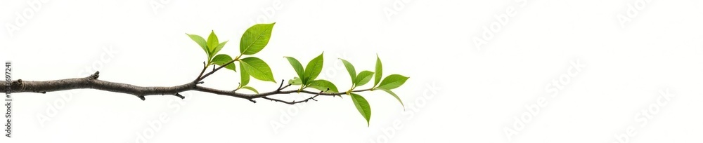 Fototapeta premium Thin tree branch isolated on white background, fragile, leaves
