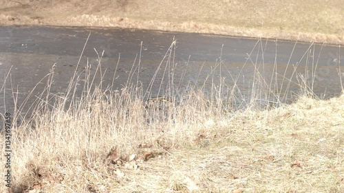A small, gently flowing stream meanders through dry, golden grass in late autumn. The water reflects the sunlight, creating a peaceful and natural scene. Video.