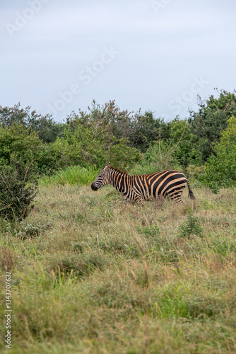 Obraz na płótnie Zebra (equus) spacerująca pomiędzy krzewami sawannie, Park Narodowy Tsavo i rezerwat wzgórz Taita, Kenia, Afryka w salonie