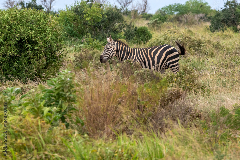 Zebra (equus) spacerująca pomiędzy krzewami sawannie, Park Narodowy Tsavo i rezerwat wzgórz Taita, Kenia, Afryka