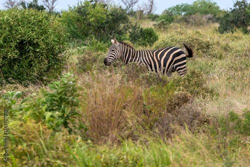 Zebra (equus) spacerująca pomiędzy krzewami sawannie, Park Narodowy Tsavo i rezerwat wzgórz Taita, Kenia, Afryka