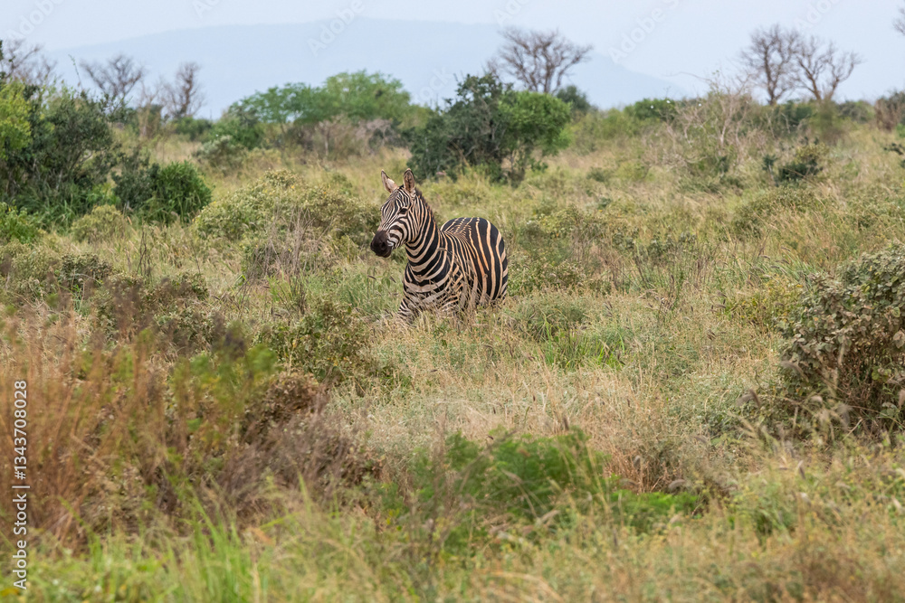 Zebra (equus) spacerująca pomiędzy krzewami sawannie, Park Narodowy Tsavo i rezerwat wzgórz Taita, Kenia, Afryka