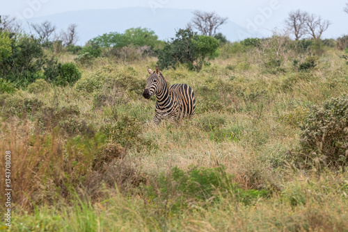 Obraz na płótnie Zebra (equus) spacerująca pomiędzy krzewami sawannie, Park Narodowy Tsavo i rezerwat wzgórz Taita, Kenia, Afryka w salonie