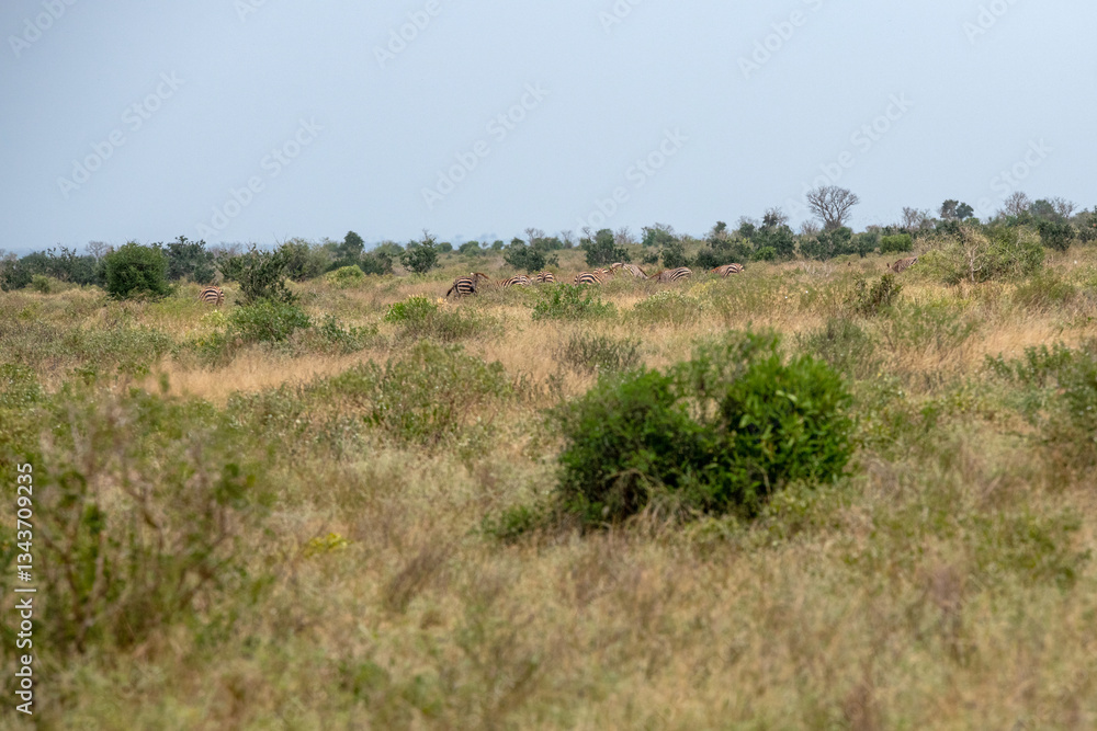 Zebra (equus), liczne stado posilające się na sawannie, Park Narodowy Tsavo i rezerwat wzgórz Taita, Kenia