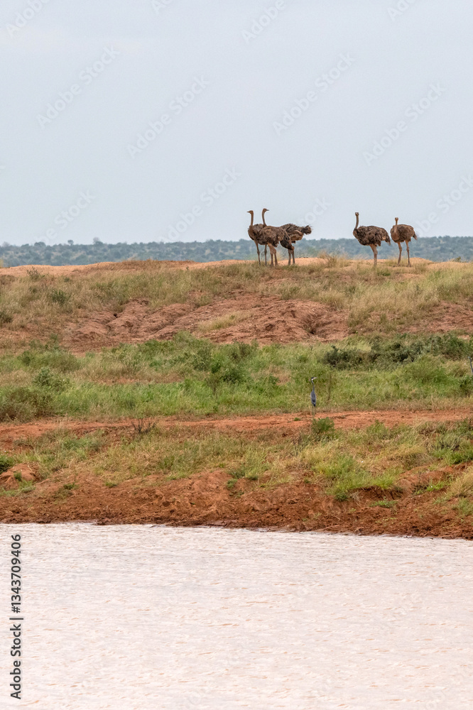 truś północnoafrykański, struś czerwonoszyi (Struthio camelus) stado samic przy zbiorniku wodnym na sawannie, Park Narodowy Tsavo i rezerwat wzgórz Taita, Kenia, Afryka