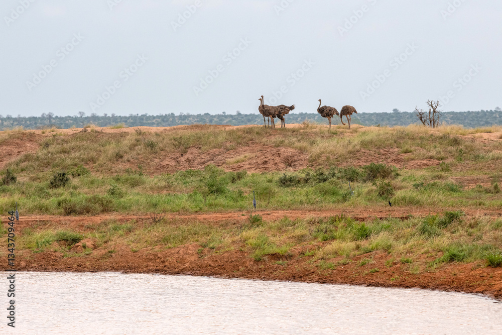 Struś północnoafrykański, struś czerwonoszyi (Struthio camelus) stado samic przy zbiorniku wodnym na sawannie, Park Narodowy Tsavo i rezerwat wzgórz Taita, Kenia