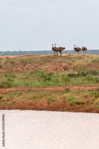 Obraz na płótnie truś północnoafrykański, struś czerwonoszyi (Struthio camelus) stado samic przy zbiorniku wodnym na sawannie, Park Narodowy Tsavo i rezerwat wzgórz Taita, Kenia, Afryka w salonie