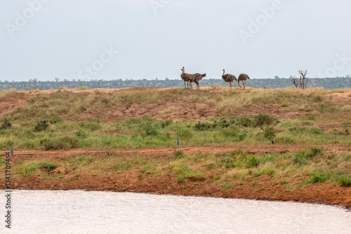 Obraz na płótnie Struś północnoafrykański, struś czerwonoszyi (Struthio camelus) stado samic przy zbiorniku wodnym na sawannie, Park Narodowy Tsavo i rezerwat wzgórz Taita, Kenia w salonie
