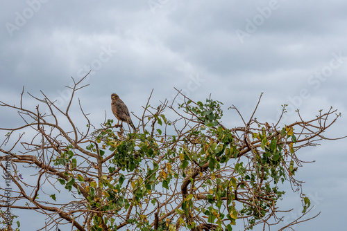 Sokół wędrowny (Falco peregrinus) wypatrujący ofiary na sawannie, Park Narodowy Tsavo i rezerwat wzgórz Taita, Kenia, Afryka