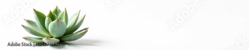 White background showcases a single succulent plant, succulent, nature