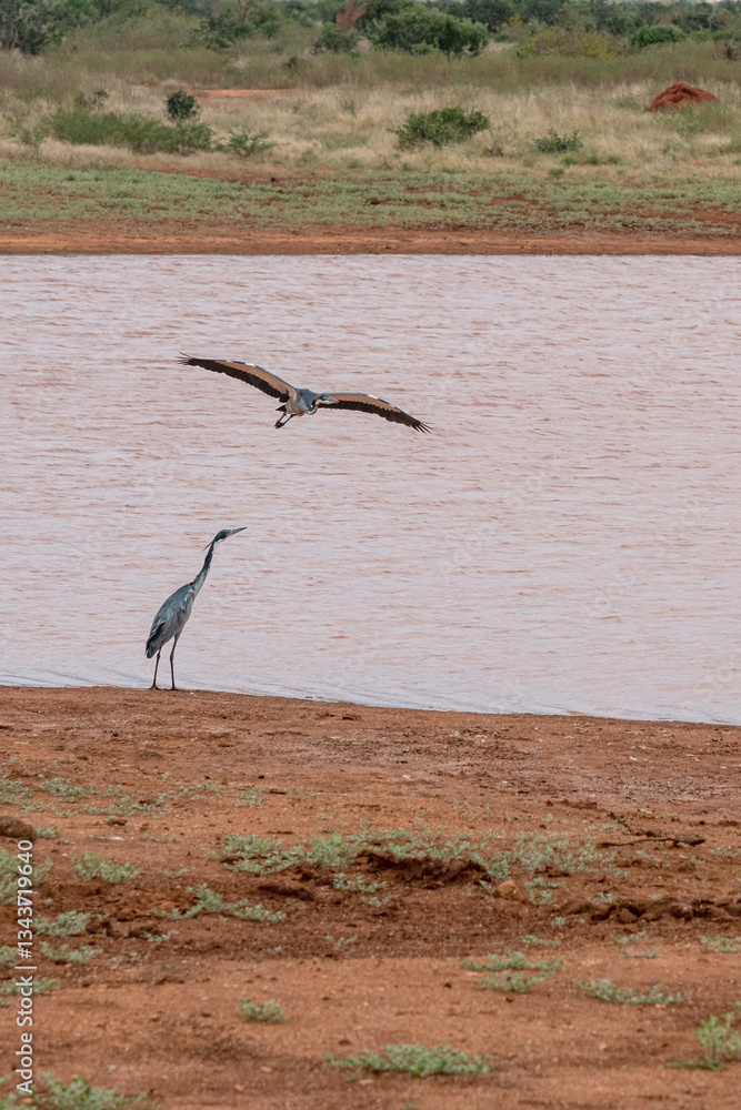 dwie Czaple Czarnogłowe (Ardea cinerea) przez zbiorniku wodnym, Park Narodowy Tsavo i rezerwat wzgórz Taita, Kenia, Afryka