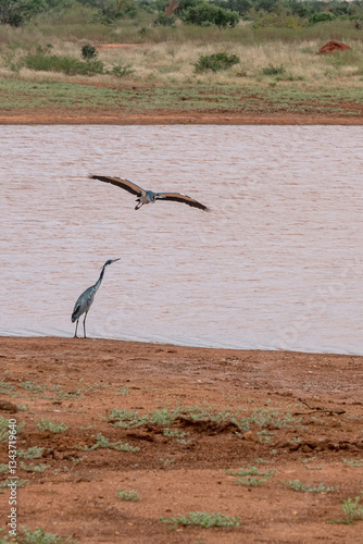 Obraz na płótnie dwie Czaple Czarnogłowe (Ardea cinerea) przez zbiorniku wodnym, Park Narodowy Tsavo i rezerwat wzgórz Taita, Kenia, Afryka w salonie