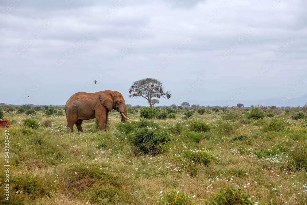 Słoń afrykański (Loxodonta africana), ogromny samiec z wielkimi kłami pasący się na sawannie w Park Narodowy Tsavo East, Kenia, Afryka