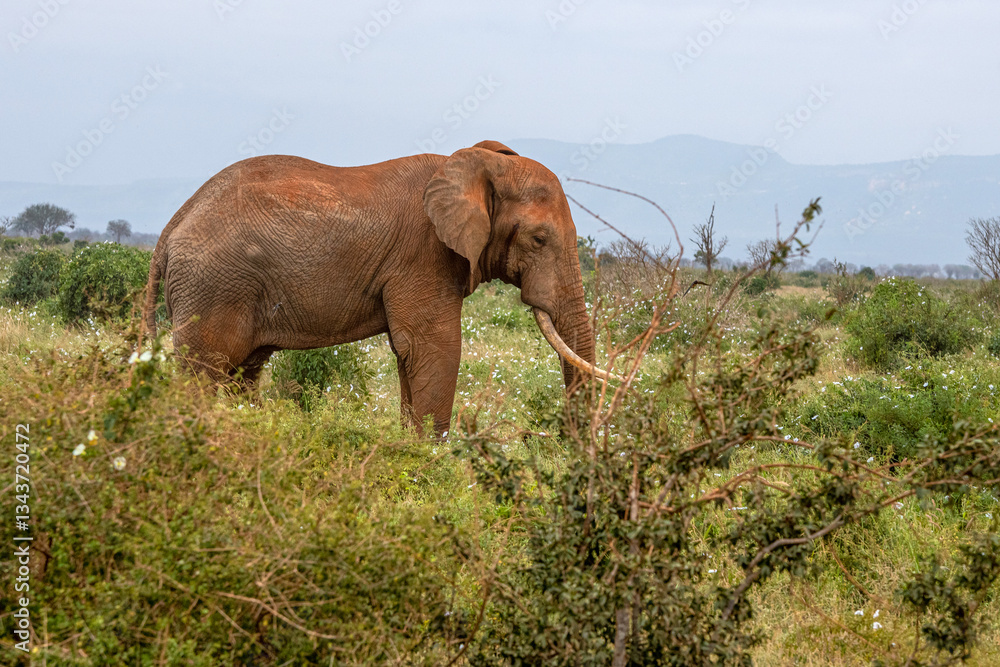 Słoń afrykański (Loxodonta africana), ogromny samiec z wielkimi kłami pasący się na sawannie w Park Narodowy Tsavo East, Kenia, Afryka