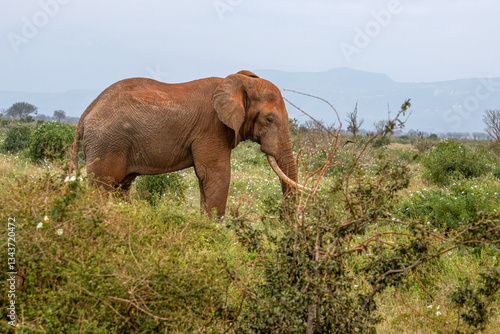 Obraz na płótnie Słoń afrykański (Loxodonta africana), ogromny samiec z wielkimi kłami pasący się na sawannie w Park Narodowy Tsavo East, Kenia, Afryka w salonie
