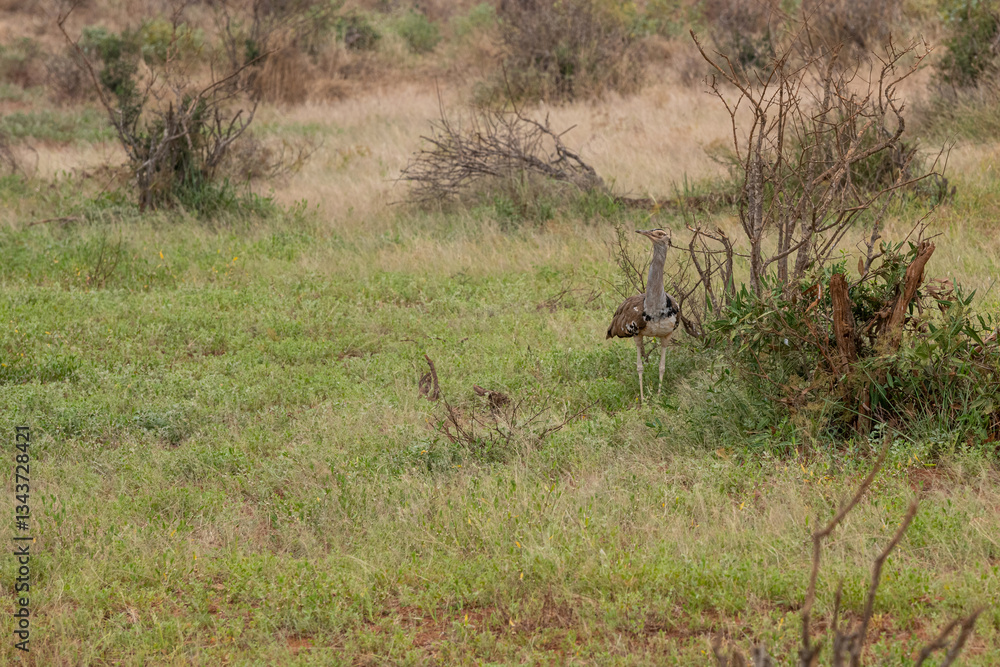 Drop olbrzymi (Ardeotis kori), zwany Kori Bustarad na trawach sawanny. Gatunek bliski zagrożenia wyginięciem. Park Narodowy Tsavo i rezerwat wzgórz Taita, Kenia, Afryka