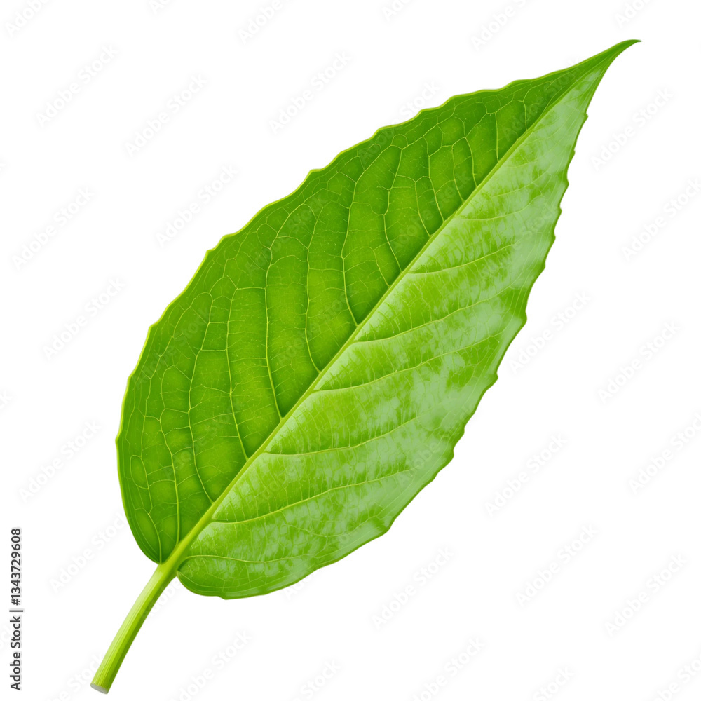 Obraz premium Vibrant Green Leaf Isolated on Black Background Showcasing Intricate Veins and Natural .