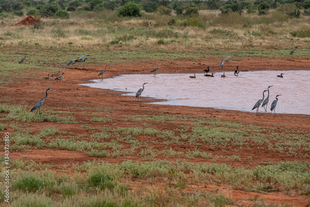 Czapla czarnogłowa (Ardea cinerea), małe stado żerujące nad brzegiem małego stawu na sawannie, Park Narodowy Tsavo i rezerwat wzgórz Taita, Kenia