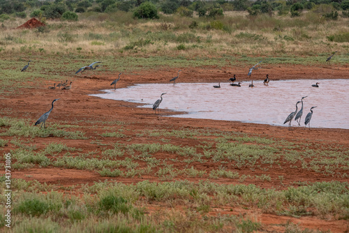 Obraz na płótnie Czapla czarnogłowa (Ardea cinerea), małe stado żerujące nad brzegiem małego stawu na sawannie, Park Narodowy Tsavo i rezerwat wzgórz Taita, Kenia w salonie