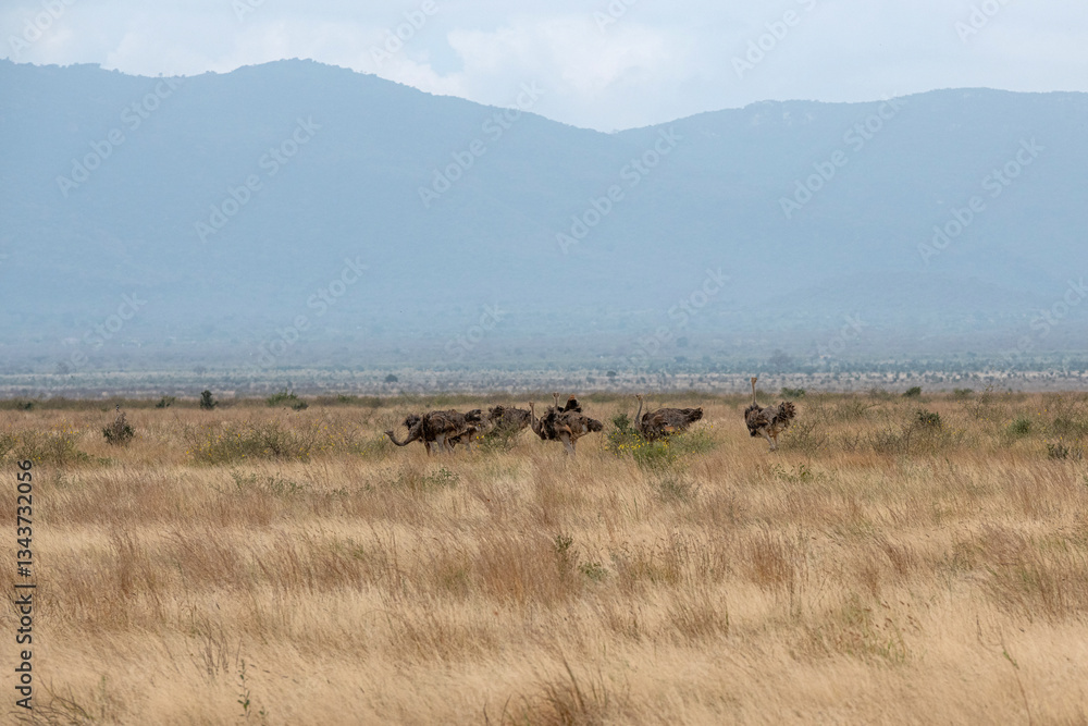 Struś północnoafrykański, struś czerwonoszyi (Struthio camelus) duże stado na sawanne, Park Narodowy Tsavo i rezerwat wzgórz Taita, Kenia, Afryka Struś północnoafrykański, struś czerwonoszyi (Struthio camelus) duże stado na sawanne, Park Narodowy Tsavo i rezerwat wzgórz Taita, Kenia, Afryka
