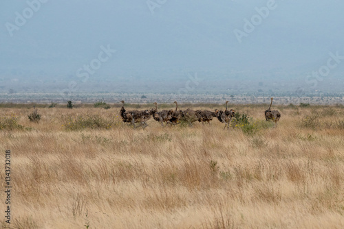 Obraz na płótnie Struś północnoafrykański, struś czerwonoszyi (Struthio camelus) duże stado na sawanne, Park Narodowy Tsavo i rezerwat wzgórz Taita, Kenia, Afryka w salonie