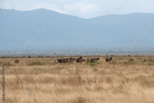 Obraz na płótnie Struś północnoafrykański, struś czerwonoszyi (Struthio camelus) duże stado na sawanne, Park Narodowy Tsavo i rezerwat wzgórz Taita, Kenia, Afryka w salonie