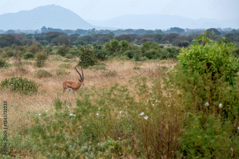 Grant's gazelle (Nanger granti), piękny samiec z ogromnymi rogami spacerujący na sawannie w Park Narodowy Tsavo i rezerwat wzgórz Taita, Kenia