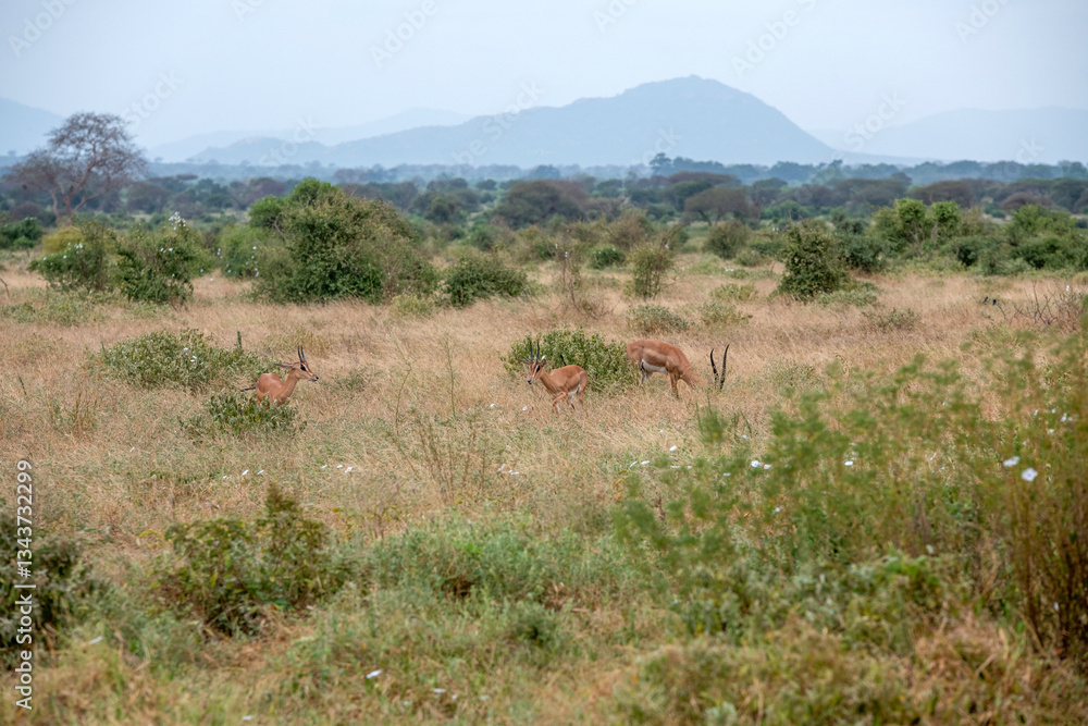 Grant's gazelle (Nanger granti), małe stado pasące się na sawannie w Park Narodowy Tsavo i rezerwat wzgórz Taita, Kenia