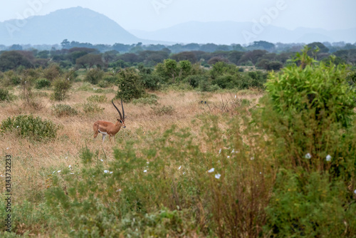 Obraz na płótnie Grant's gazelle (Nanger granti), piękny samiec z ogromnymi rogami spacerujący na sawannie w Park Narodowy Tsavo i rezerwat wzgórz Taita, Kenia w salonie