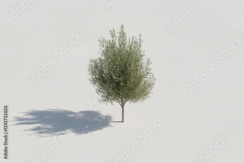 Small olive tree, isolated on white background.  Detailed 3D model
