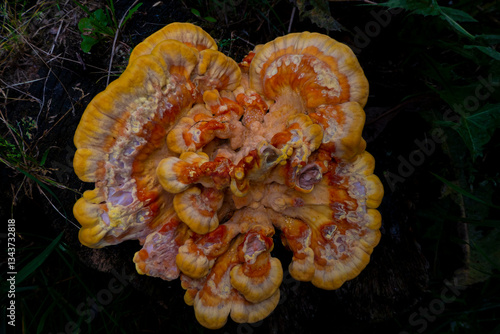 Obraz na płótnie Close-up of Laetiporus sulphureus fungi, Chicken of the Woods or Sulphur Shelf mushroom. High quality photo w salonie