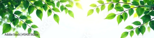 Dense foliage with leaves and branches isolated on white background, simplicity, nature