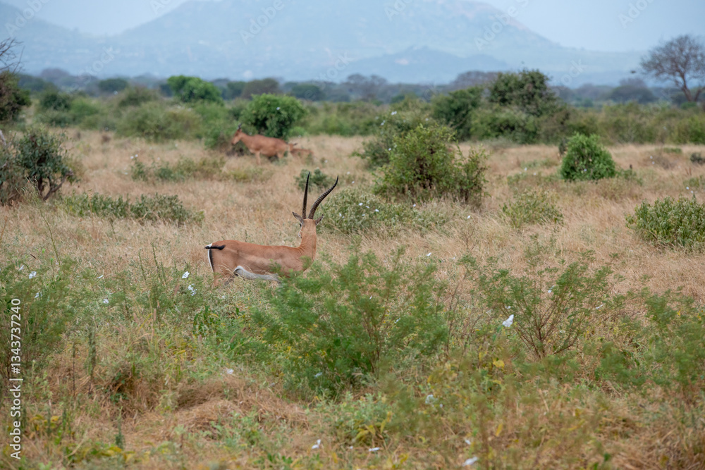 Bawolec krowi (alcelaphus buselaphus) i Grant's gazelle (Nanger granti)na sawannie w Park Narodowy Tsavo East i rezerwat wzgórz Taita, Kenia, Afryka