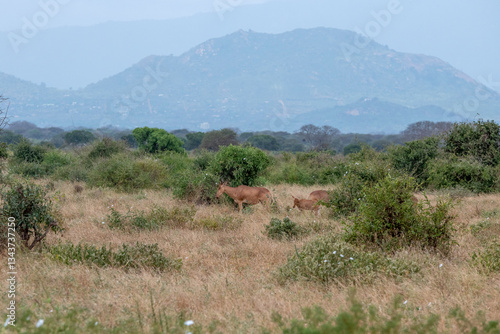 Obraz na płótnie Bawolec krowi (alcelaphus buselaphus) małe stado na sawannie w Park Narodowy Tsavo East i rezerwat wzgórz Taita, Kenia, Afryka w salonie