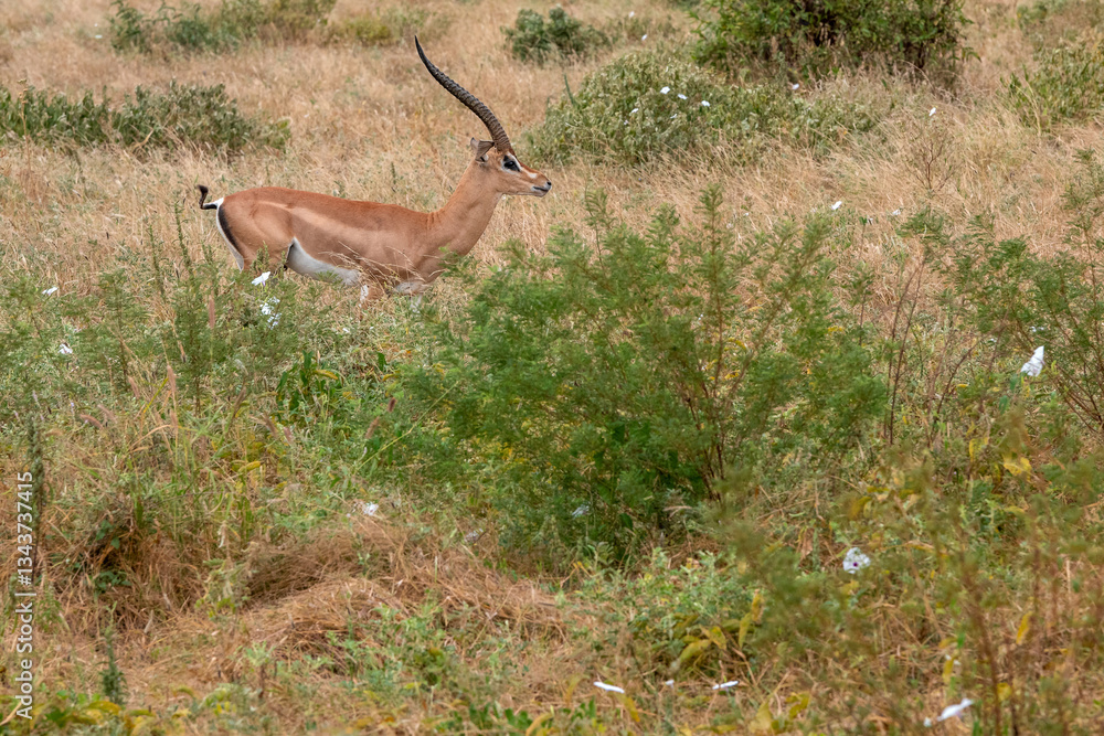 Grant's gazelle (Nanger granti), piękny samiec z ogromnymi rogami spacerujący na sawannie w Park Narodowy Tsavo i rezerwat wzgórz Taita, Kenia