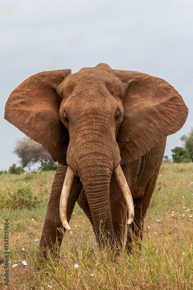 Słoń afrykański (Loxodonta africana), ogromny samiec z wielkimi kłami pasący się na sawannie w Park Narodowy Tsavo East, Kenia, Afryka