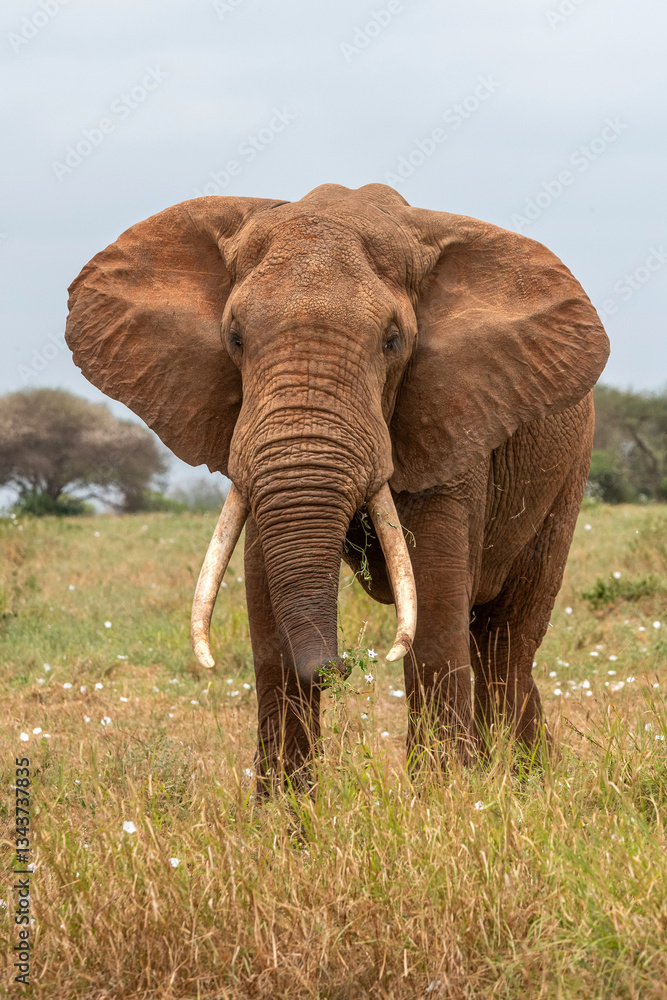 Słoń afrykański (Loxodonta africana), ogromny samiec z wielkimi kłami pasący się na sawannie w Park Narodowy Tsavo East, Kenia, Afryka