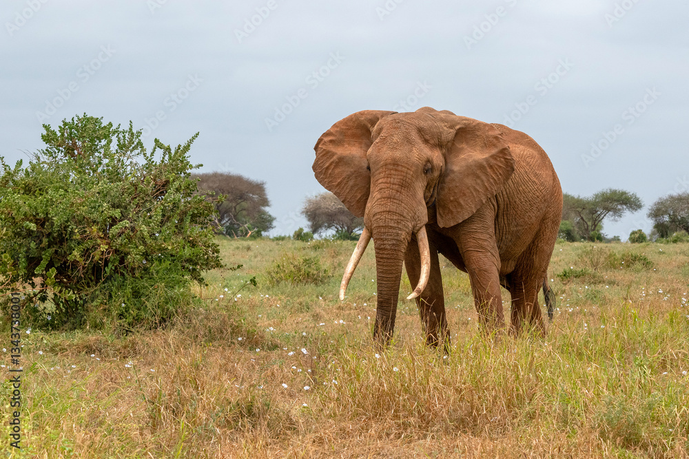 Fototapeta premium Słoń afrykański (Loxodonta africana), ogromny samiec z wielkimi kłami pasący się na sawannie w Park Narodowy Tsavo East, Kenia, Afryka