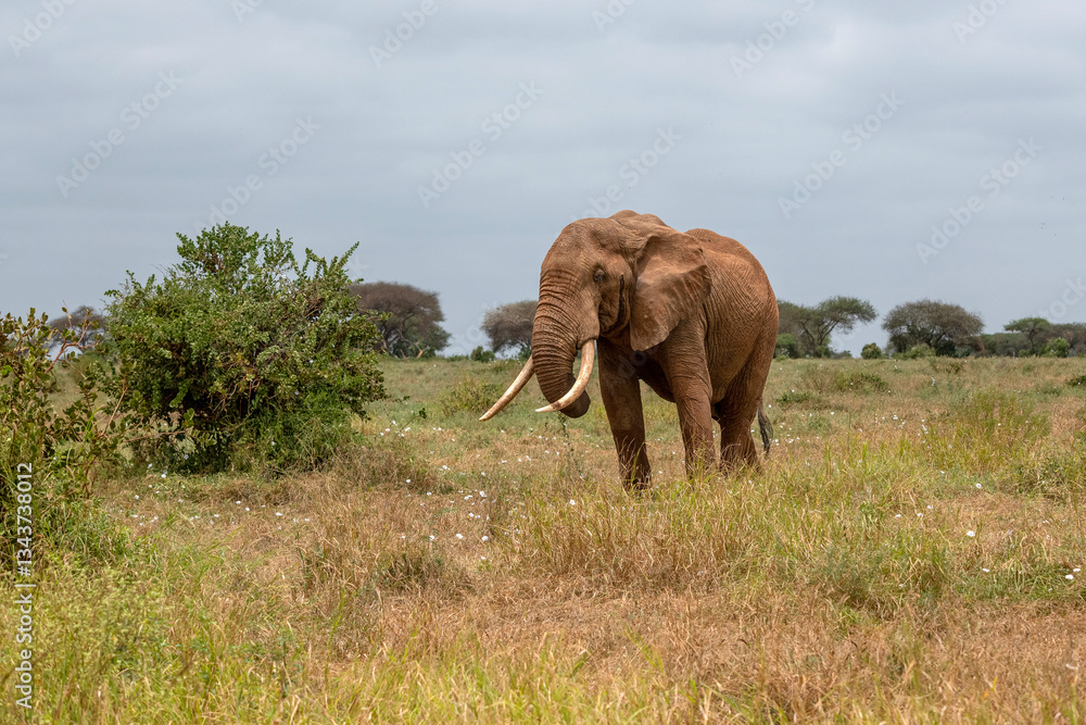 Słoń afrykański (Loxodonta africana), ogromny samiec z wielkimi kłami pasący się na sawannie w Park Narodowy Tsavo East, Kenia, Afryka