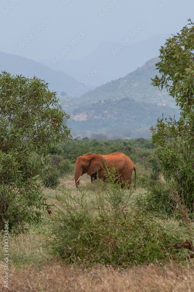 Słoń afrykański (Loxodonta africana), młody samiec z wielkimi kłami pasący się w bujnej roślinności w Park Narodowy Tsavo East i rezerwat wzgórz Taita, Afryka