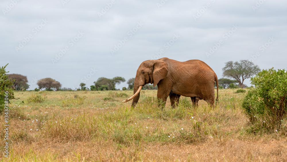 Słoń afrykański (Loxodonta africana), ogromny samiec z wielkimi kłami pasący się na sawannie w Park Narodowy Tsavo East, Kenia, Afryka