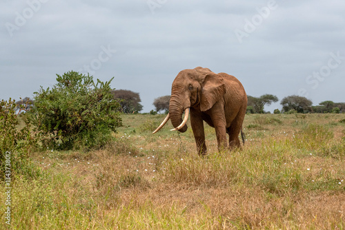 Obraz na płótnie Słoń afrykański (Loxodonta africana), ogromny samiec z wielkimi kłami pasący się na sawannie w Park Narodowy Tsavo East, Kenia, Afryka w salonie
