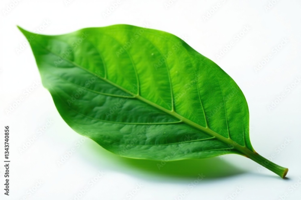 Obraz premium A single large leaf isolated on a white surface, stem, herbaceous