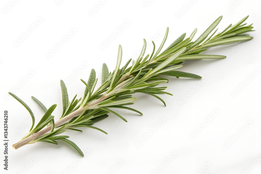 Fototapeta premium rosemary on white background