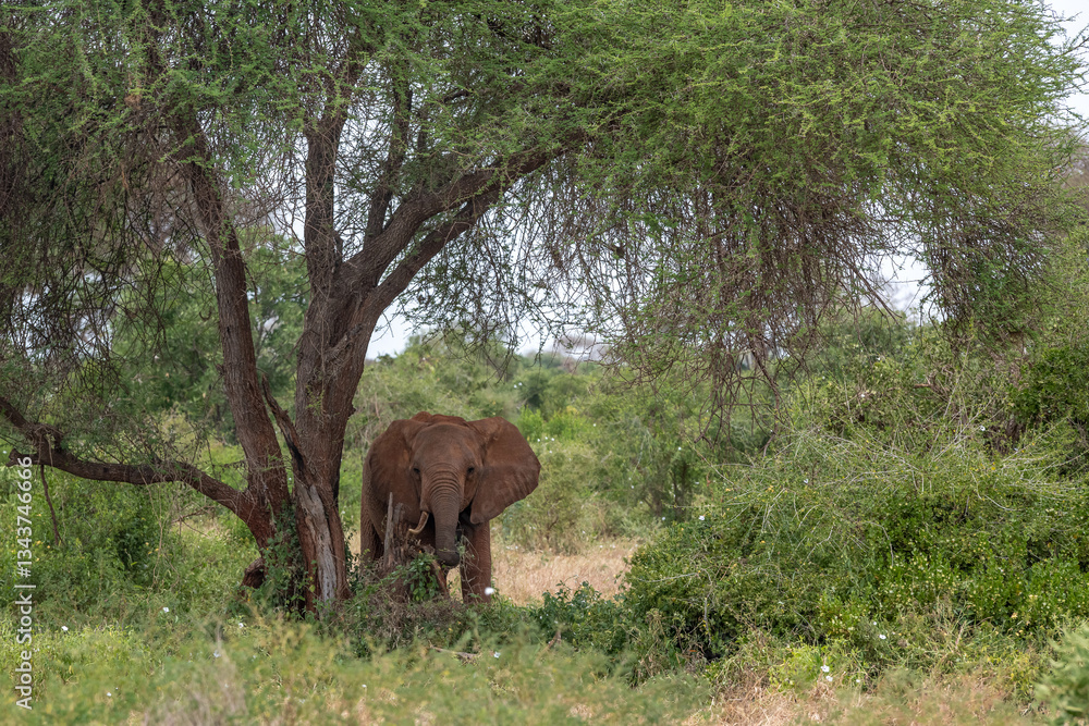 Słoń afrykański (Loxodonta africana), młody samiec z małymi kłami pasący się na sawannie w cieniu drzewa w Park Narodowy Tsavo East, Kenia, Afryka