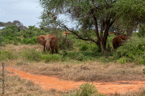 Obraz na płótnie Słoń afrykański (Loxodonta africana), młody samiec z małymi kłami pasący się na sawannie w cieniu drzewa w Park Narodowy Tsavo East, Kenia, Afryka w salonie
