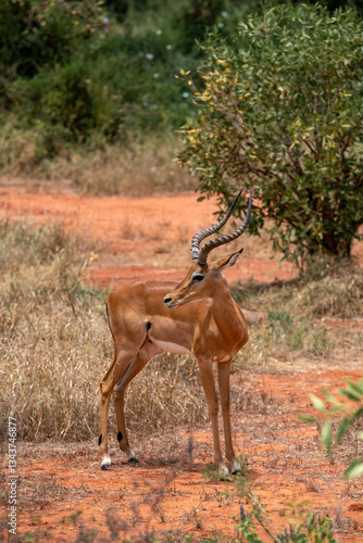 Obraz na płótnie Impala - Aepyceros melampus, Samiec z pięknym porożem, Park Narodowy Tsavo i rezerwat wzgórz Taita, Kenia, Afryka w salonie