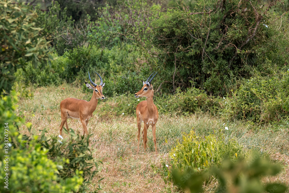 Impala - Aepyceros melampus, mała, szybka antylopa z afrykańskiej sawanny, dwa młode samce, Park Narodowy Tsavo i rezerwat wzgórz Taita, Kenia, Afryka Impala - Aepyceros melampus, mała, szybka antylopa z afrykańskiej sawanny, dwa młode samce, Park Narodowy Tsavo i rezerwat wzgórz Taita, Kenia, Afryka